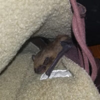 Bat Issues and Problems in Paris Kentucky