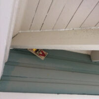 Rats and Mice Issues in Paris Kentucky