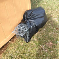 Skunk Issues in Paris Kentucky