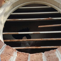 Pest Squirrel Problems in Paris Kentucky